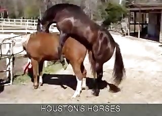 2 horses enjoying passionate sex