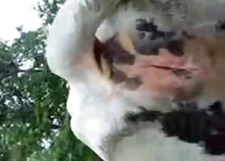 Close up shot of an incredible cootchie of an animal